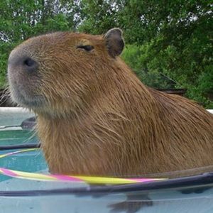 Meet your Posher, Liz